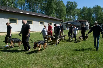 Szkolenie psów Łódź - Psie przedszkole - Weekendowe Szkolenie Psów - Ursa Major